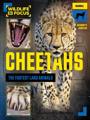 cover image of Cheetahs